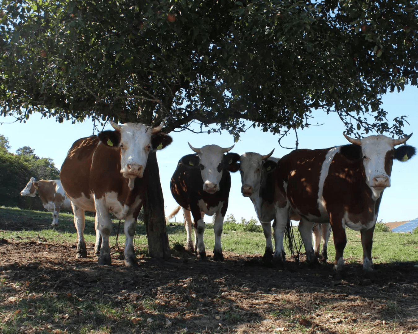 Detailaufnahme Milchschaum